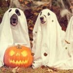 Halloween: ofertas, curiosidades y manualidades